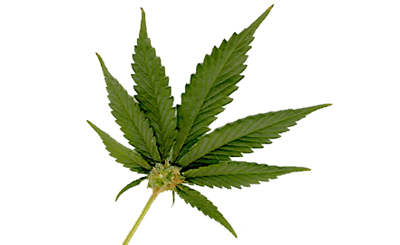 cannabis